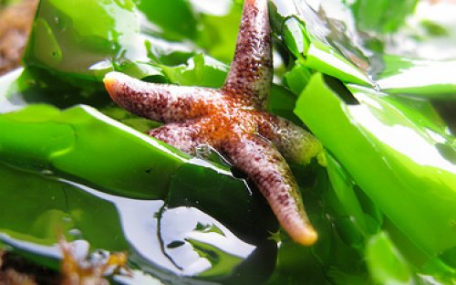 Sea star nestled into seaweed